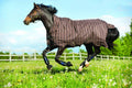Lightweight 100g Turnout U3884
