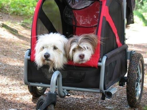 Red Dog Mini Stroller B374